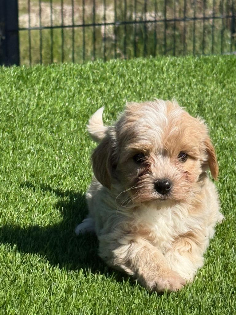 Maltipoo dwerg poedel x maltezer pups, Nederland, Parvo, Overige rassen, 8 tot 15 weken