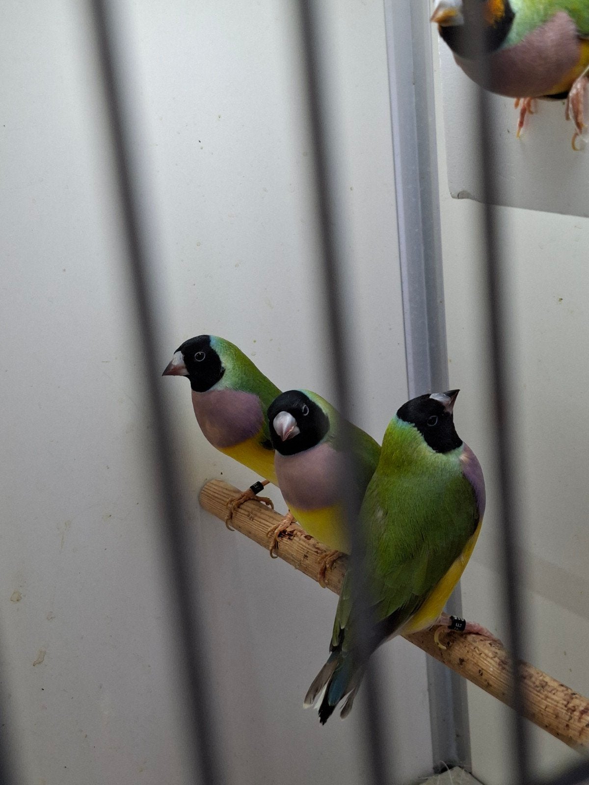 goulds. nog 5 poppen en 3 mannen., Dieren en Toebehoren, Vogels | Overige Vogels