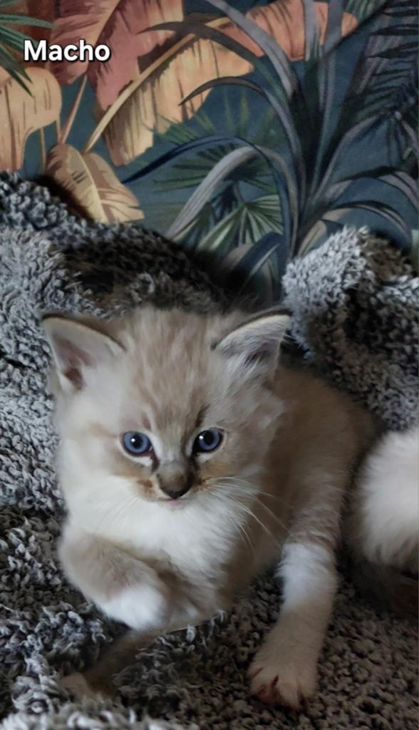 Ragdoll kittens, met stamboom uit geteste ouders, Dieren en Toebehoren, Katten en Kittens | Raskatten | Korthaar, Met stamboom