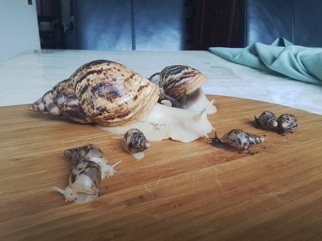 Jonge Achatina Reticulata slakken, Dieren en Toebehoren, Juni, Meerdere dieren