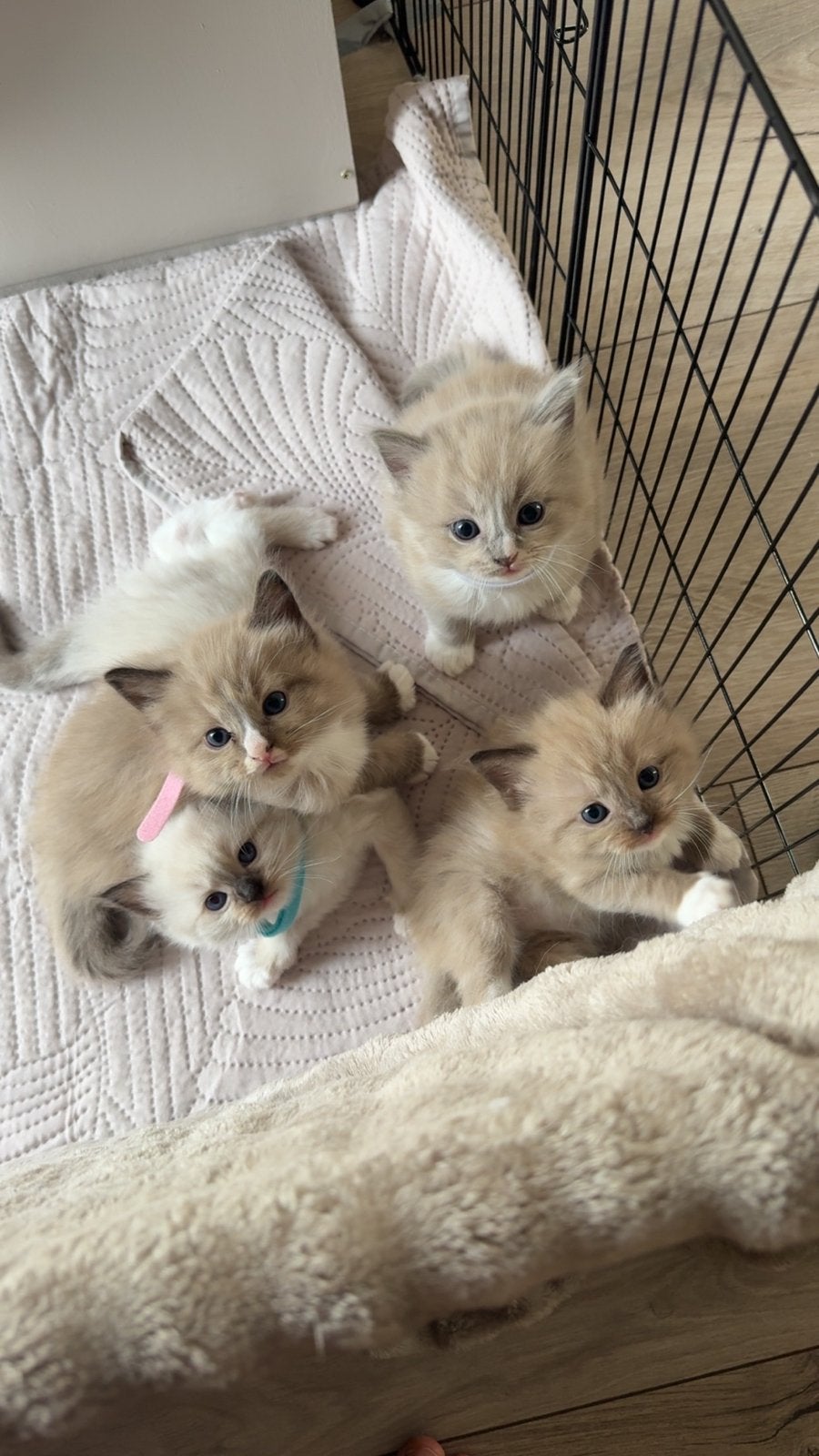 Raszuivere Ragdoll kittens, Meerdere dieren, Gechipt