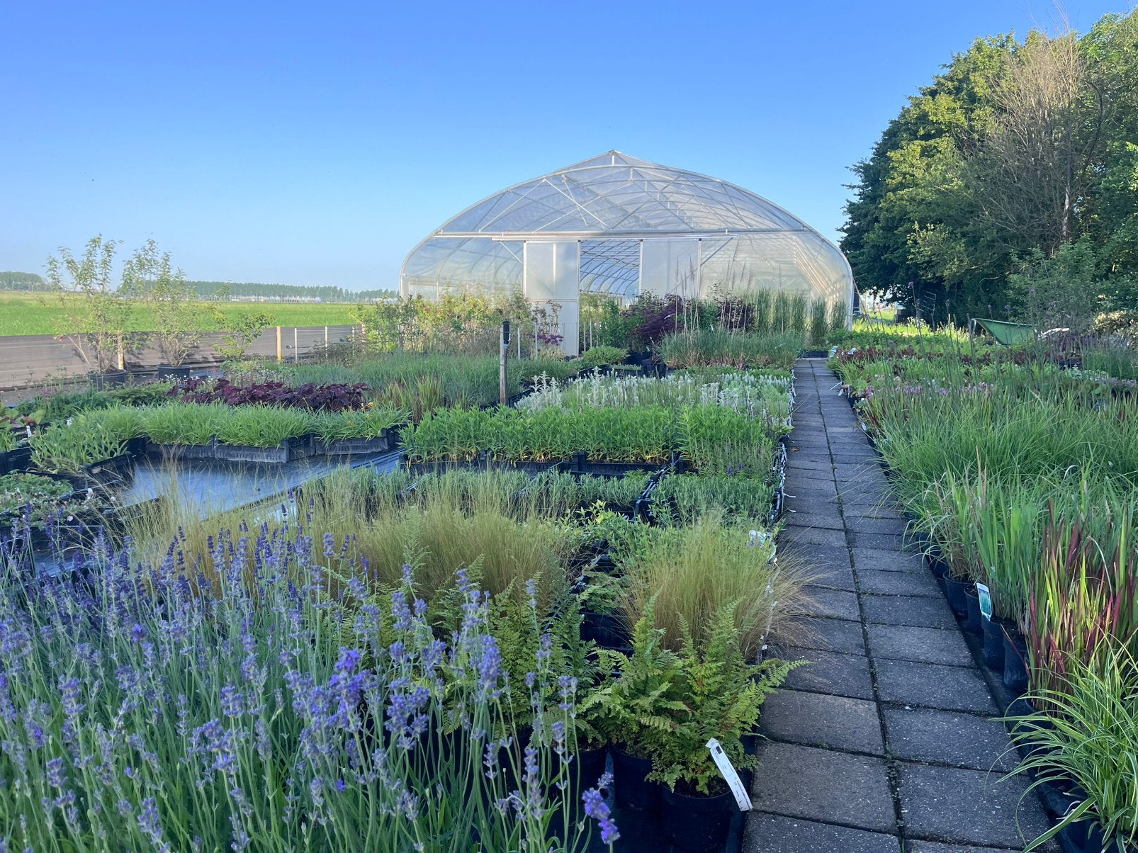 Tuinplanten/Geldermalsen/Scherpe prijzen/ ZATERDAG GEOPEND