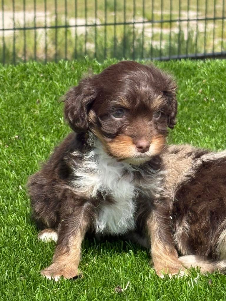 Te koop mooie choco tan en merle Boomer pups, Parvo, Nederland, Overige rassen, 8 tot 15 weken