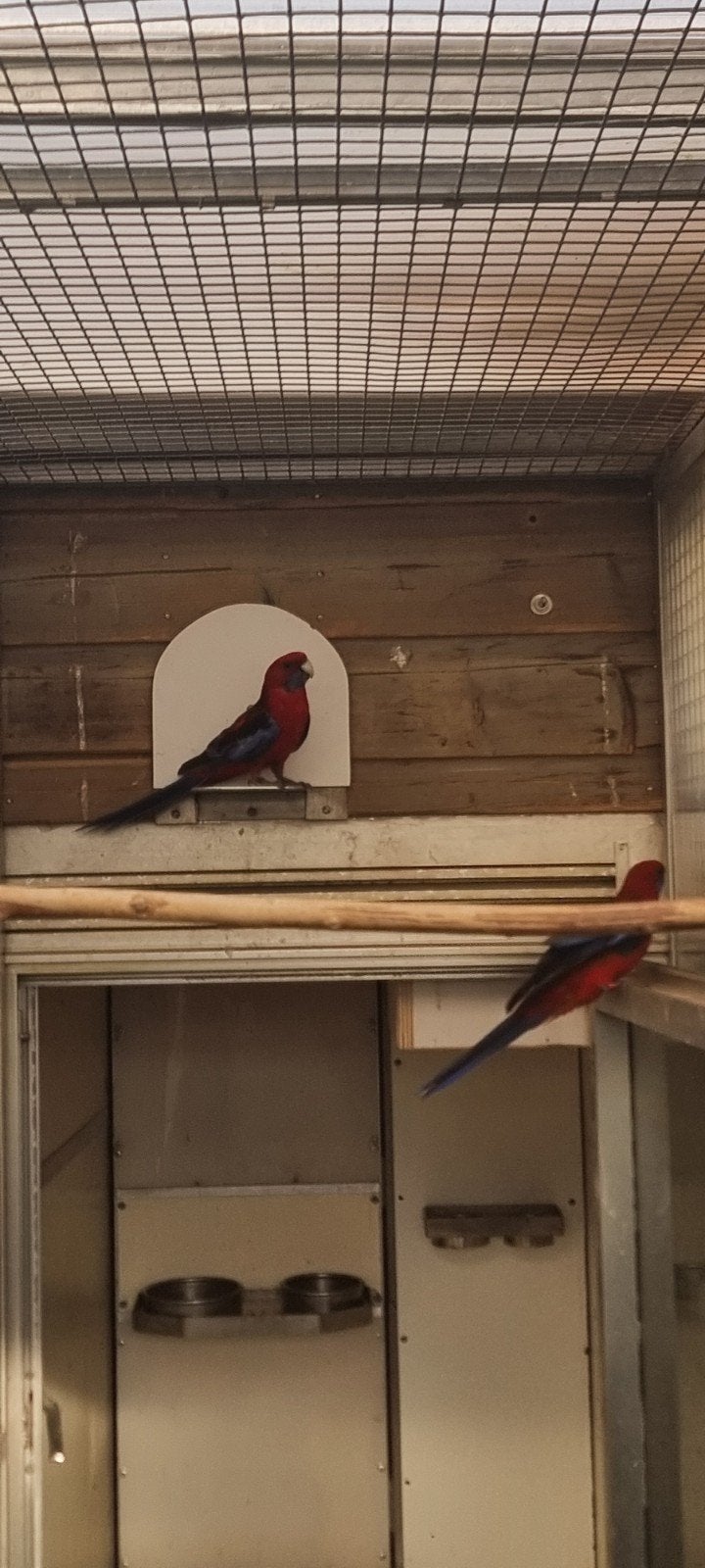 Pennanten, Dieren en Toebehoren, Vogels | Parkieten en Papegaaien, Meerdere dieren, Parkiet, Geringd