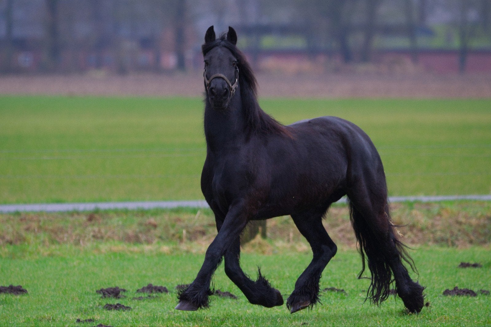 Fries Paard, Dieren en Toebehoren, Merrie, Recreatiepaard