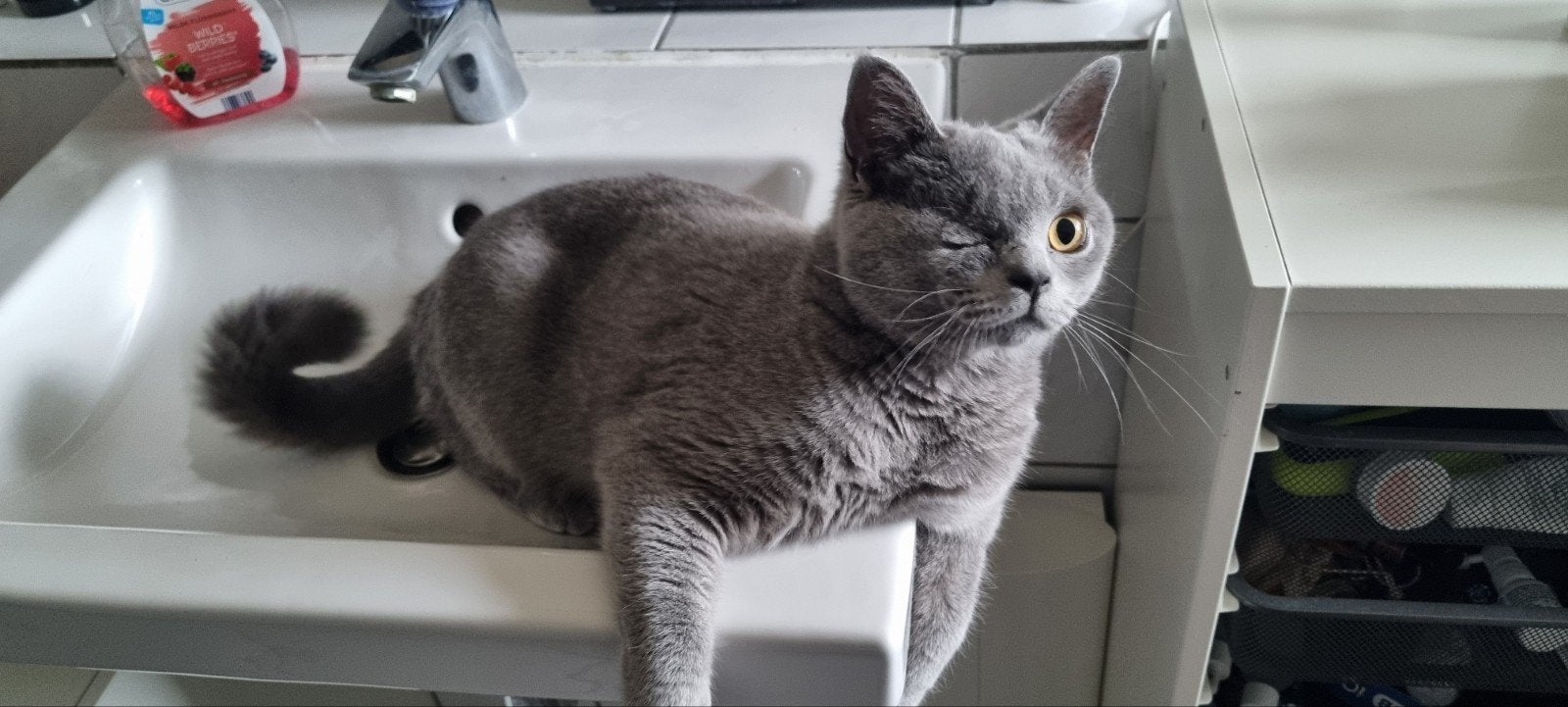kattenpension de Kattenkamer kerst en oud en nieuw reservere, Diensten en Vakmensen, Pension of Dagopvang