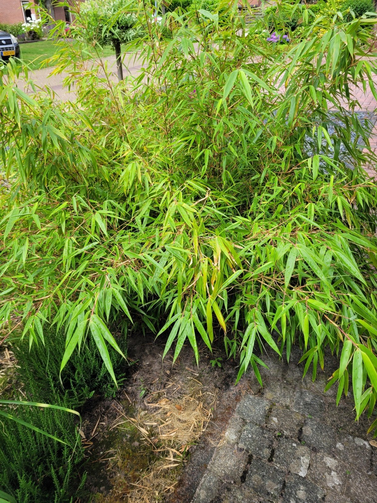 Fargesia, bamboe, niet woekerend, Tuin en Terras, Ophalen, Vaste plant, Siergrassen, Bloeit niet