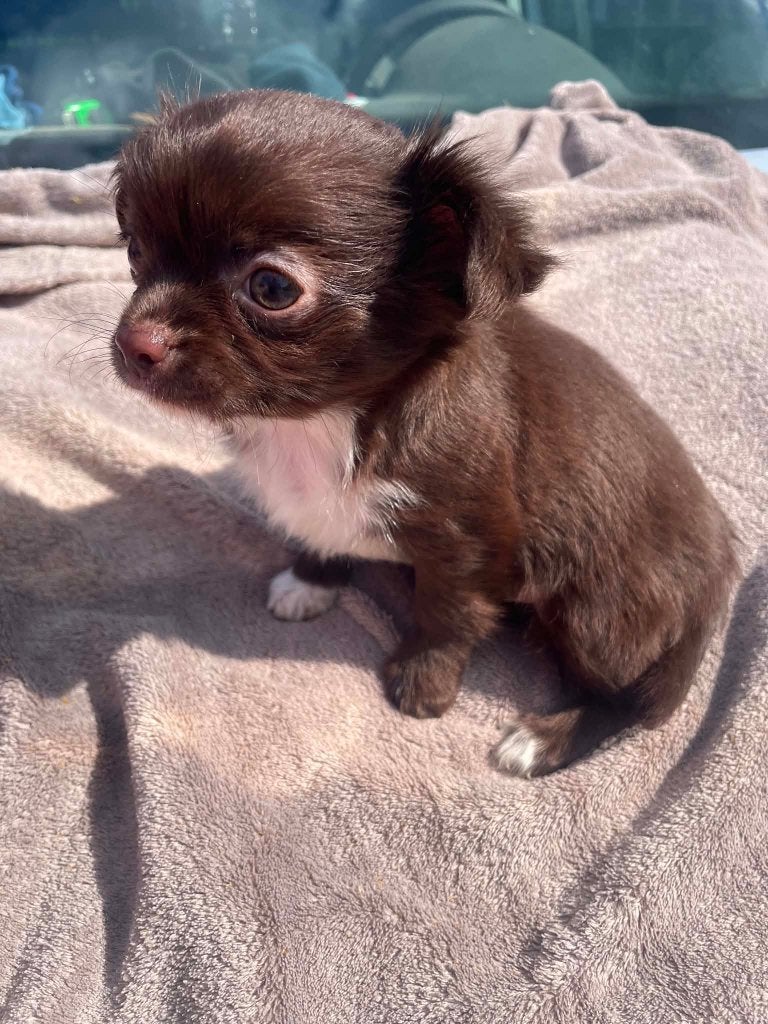 Chihuahua puppy echte mini super mooie kleintjes, 8 tot 15 weken, Parvo, Meerdere, Meerdere dieren