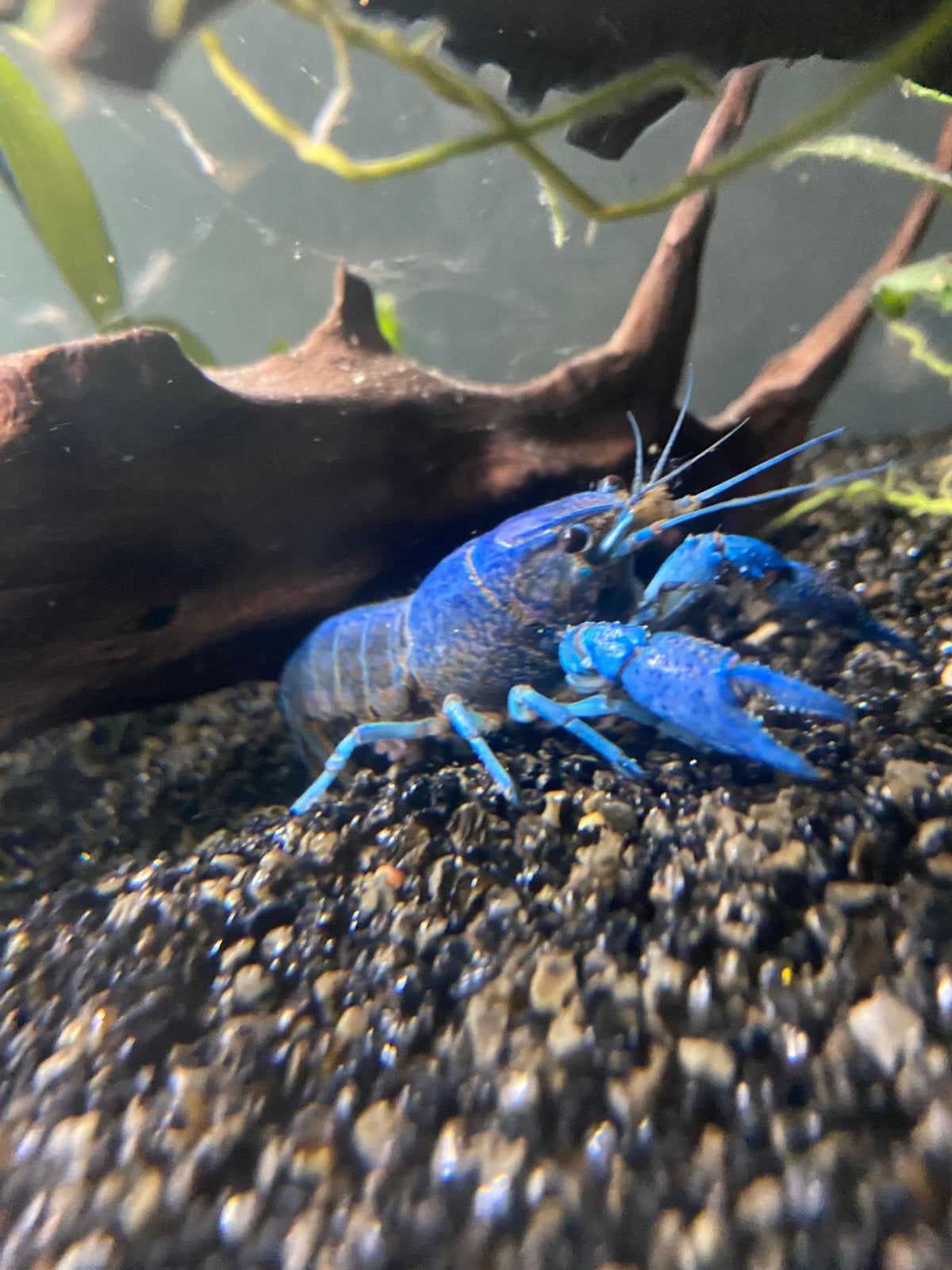 Baby kreeften, Dieren en Toebehoren, Vissen | Aquariumvissen, Vis