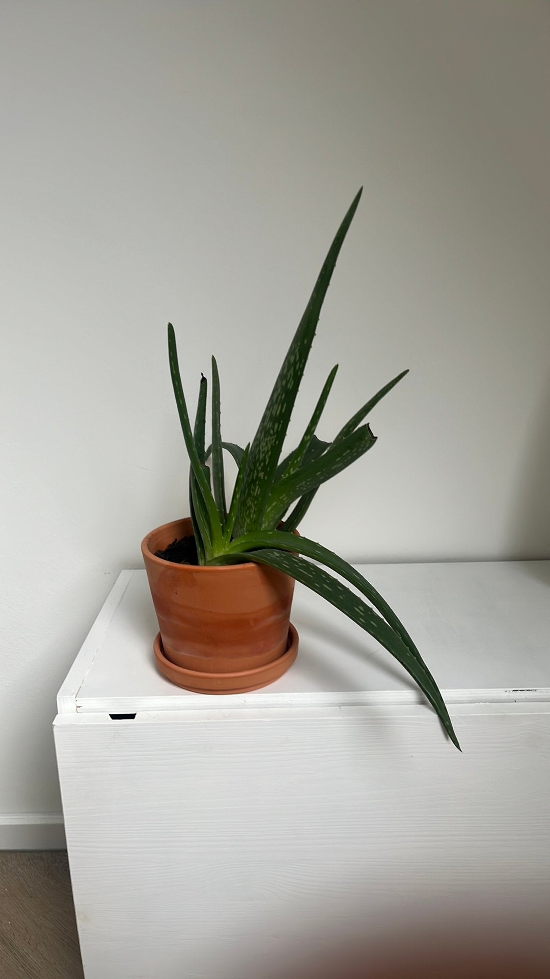 Aloa Vera plant in Ikea potje, Ophalen, Halfschaduw, Minder dan 100 cm