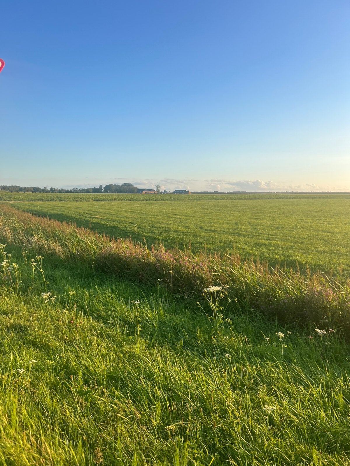 Weiland te koop gevraagd hoogste prijs
