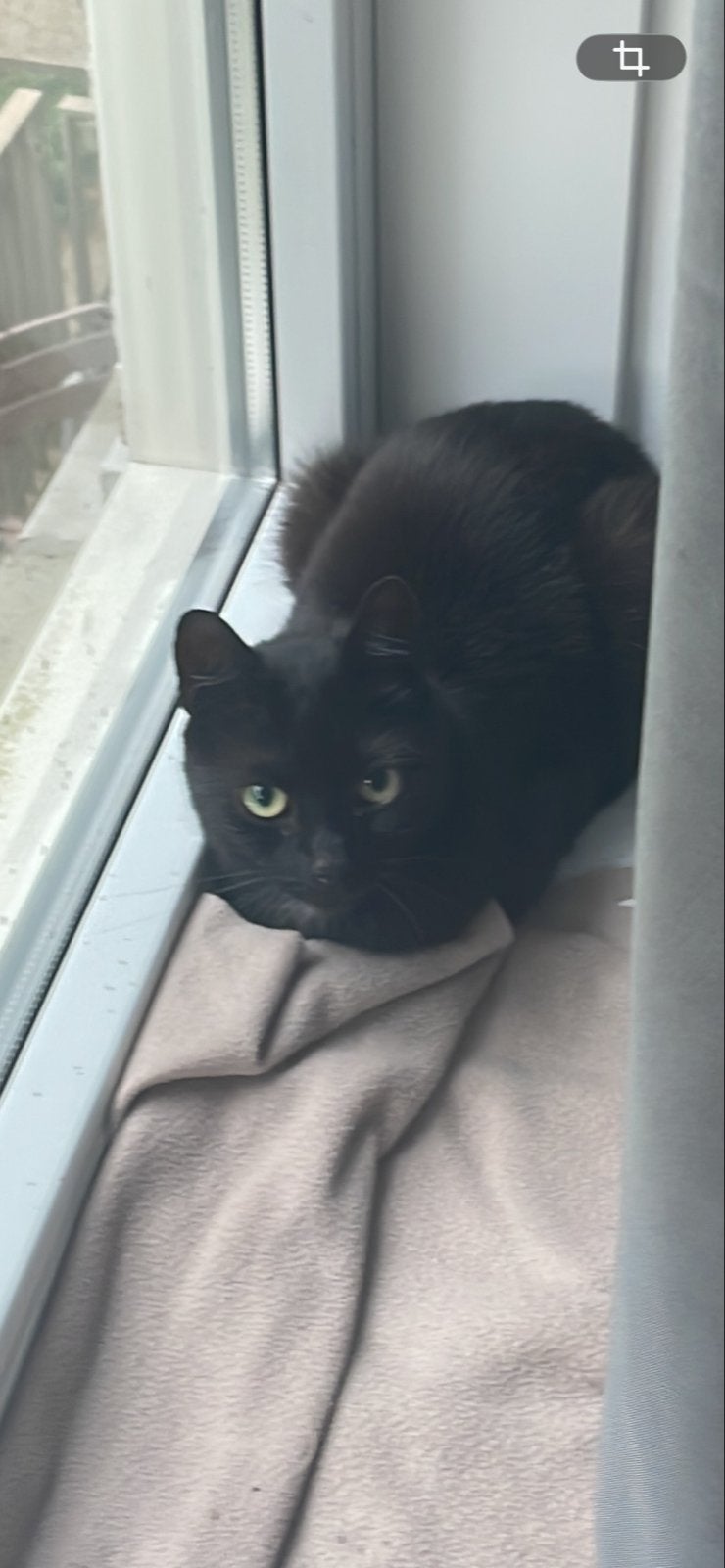 Flip zoekt nieuwe baasje, Dieren en Toebehoren, Kater, Kortharig, 3 tot 5 jaar