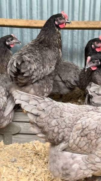 AUSTRALORP KIPPEN, Dieren en Toebehoren, Pluimvee, Mannelijk, Kip