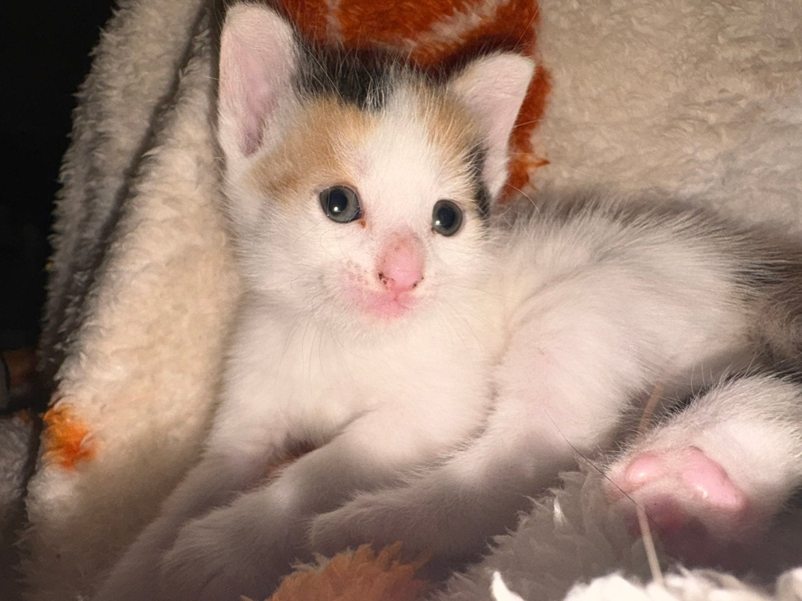 Laatste Kitten 12 weken zoekt huisje, Dieren en Toebehoren, Poes, Ontwormd