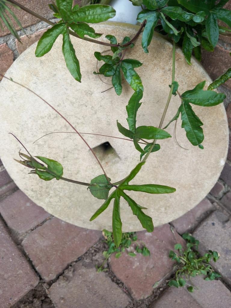 Ouderwetse slijpsteen - 37cm doorsnee, 7cm dik, Ophalen, Gebruikt, Overige typen