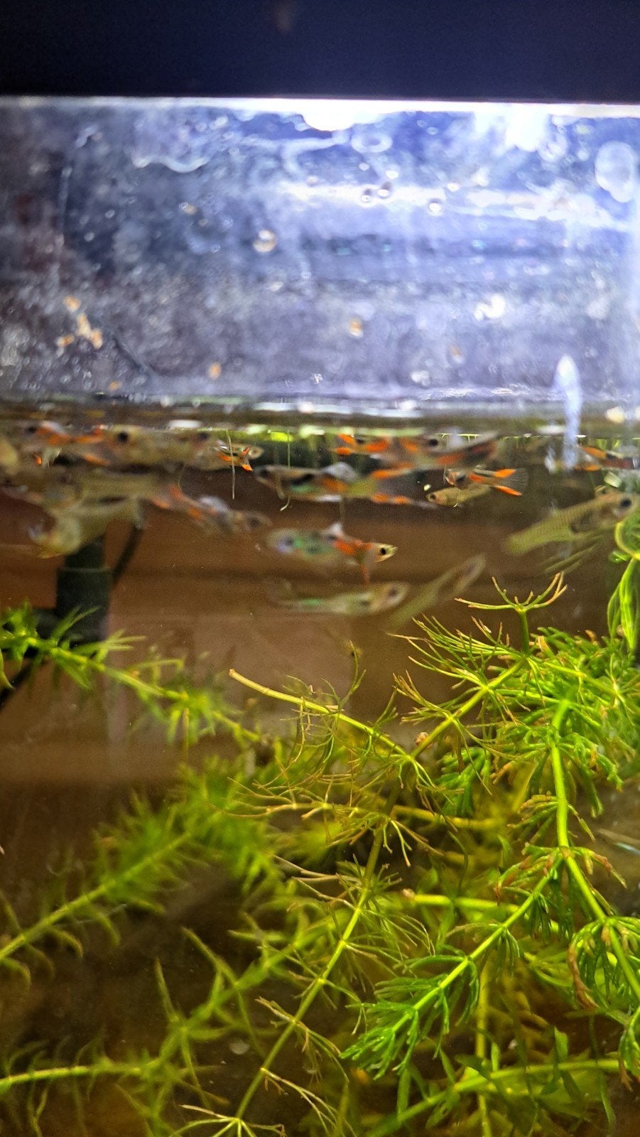 Wildvang kleurige guppy's, Dieren en Toebehoren, Vissen | Aquariumvissen, Vis