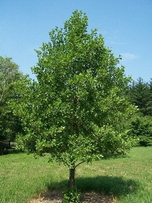 Alnus glutinosa, Zwarte Els, Paardvriendelijk GOEDKOOP!!!, Ophalen of Verzenden, Overige soorten, Struik, Minder dan 100 cm