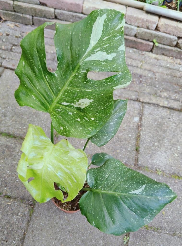 Monstera Swedish ghost  Kamerplanten  Marktplaats