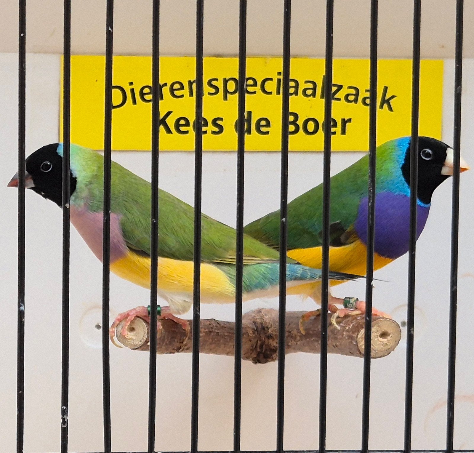 koppels grote zwartkop gouldamadines, Dieren en Toebehoren, Meerdere dieren, Geringd