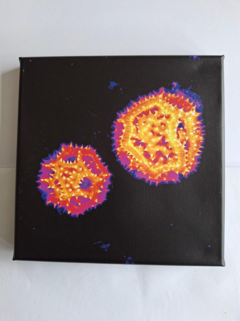Microscopische opname stuifmeel paardebloem; canvas 20x20 cm, Ophalen of Verzenden