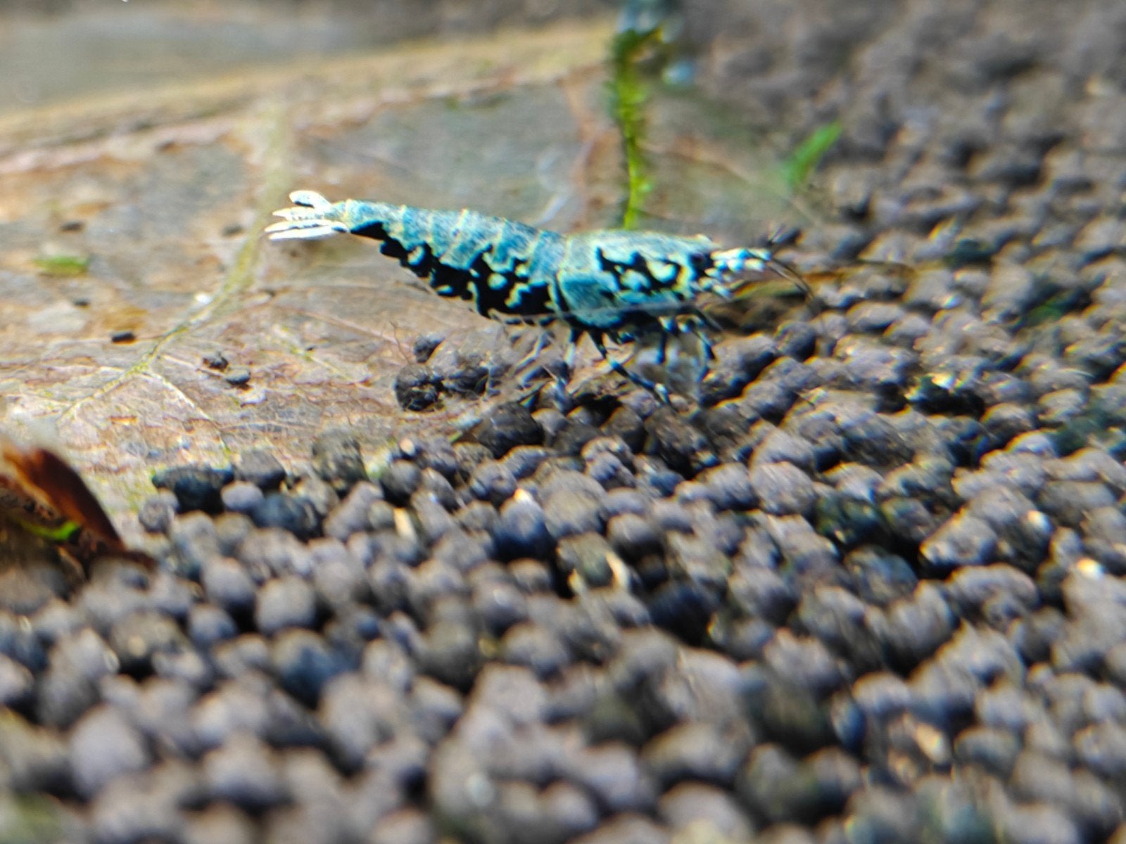 Boa galaxy groepje caridina garnalen ( jonge dieren) 20x, Dieren en Toebehoren, Vissen | Aquariumvissen, Kreeft, Krab of Garnaal