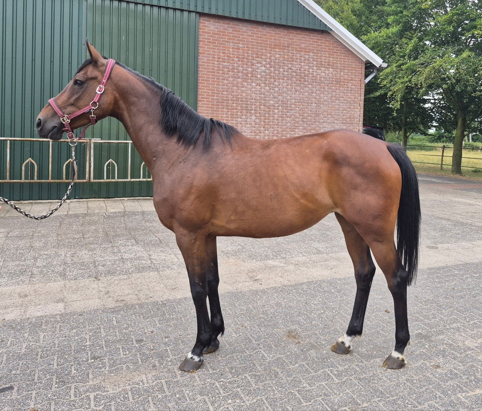 Fok - draagmerrie of weidemaatje, Merrie, Springpaard, Met stamboom, Niet van toepassing