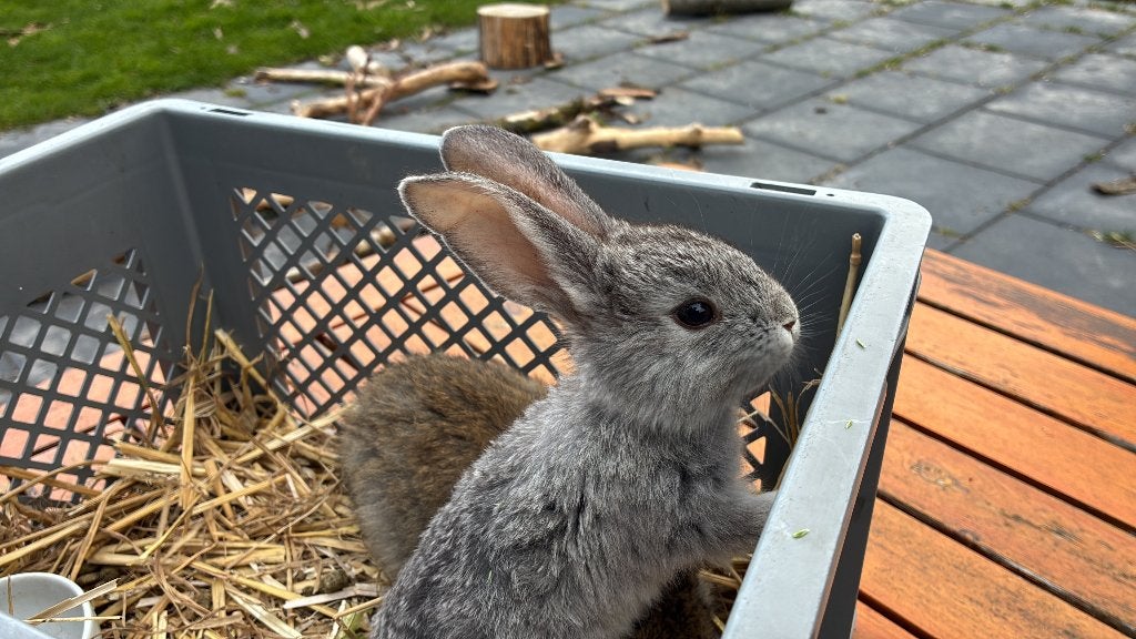 Tamme jonge konijnen zoeken een goed thuis (Duitse Reus-mix), Dieren en Toebehoren, Konijnen, Meerdere dieren, Groot, 0 tot 2 jaar