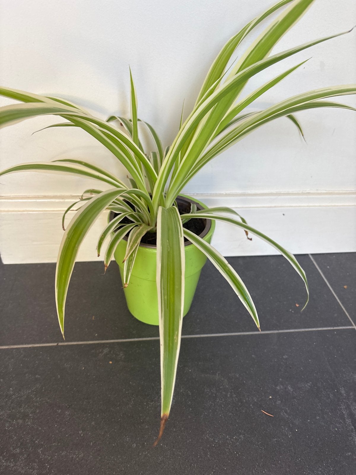 Graslelie (Chlorophytum comosum) in pot, Ophalen, Zo goed als nieuw