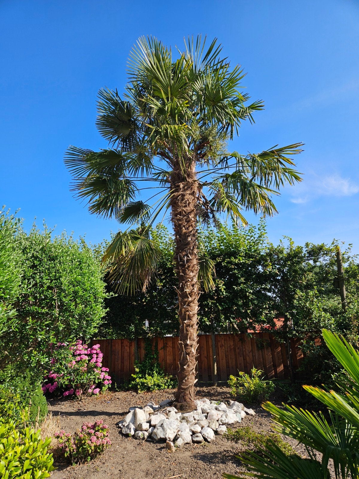 Hele mooie palmboom, 100 tot 250 cm, Zomer, Palmboom, Ophalen