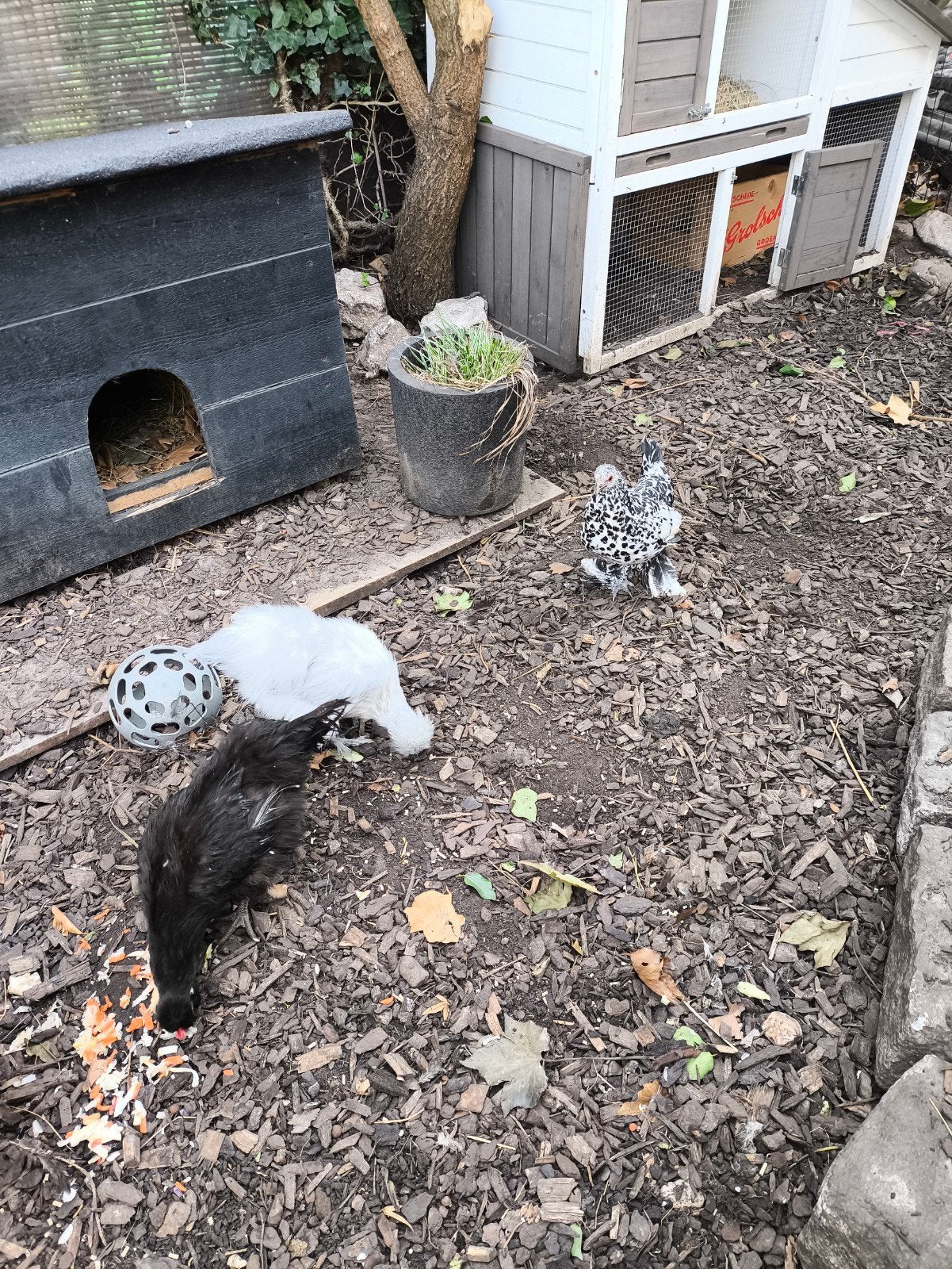 2 Kriel Kippen, Dieren en Toebehoren, Vrouwelijk, Kip