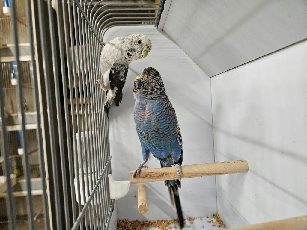 koppel  blackface x blackwing, Meerdere dieren, Parkiet, Geringd