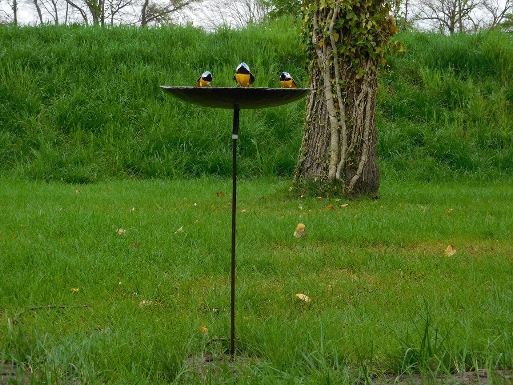 Vogelbad met 3 Vogeltjes - Tuinsteker - Metaal, ., Nieuw, Ophalen of Verzenden, .