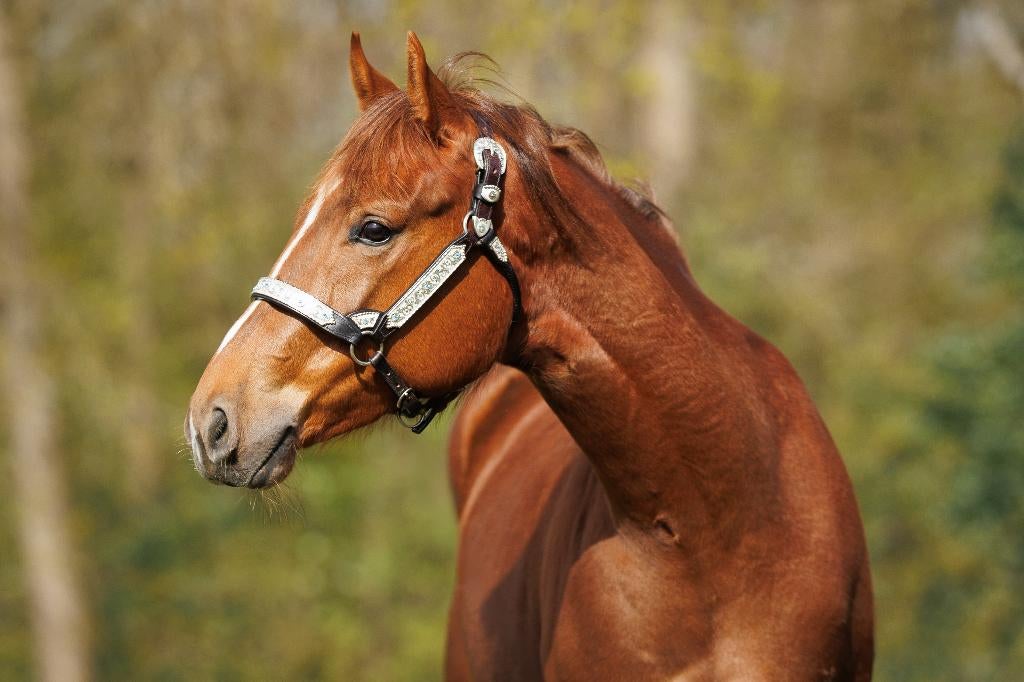 American Paint Horse merrie, Dieren en Toebehoren, Merrie, Minder dan 160 cm, Met stamboom, 3 tot 6 jaar
