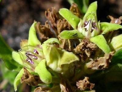 Caudex Raphionacme Madiensis uit prive verzameling, Overige soorten, Ophalen of Verzenden, In pot, Minder dan 100 cm