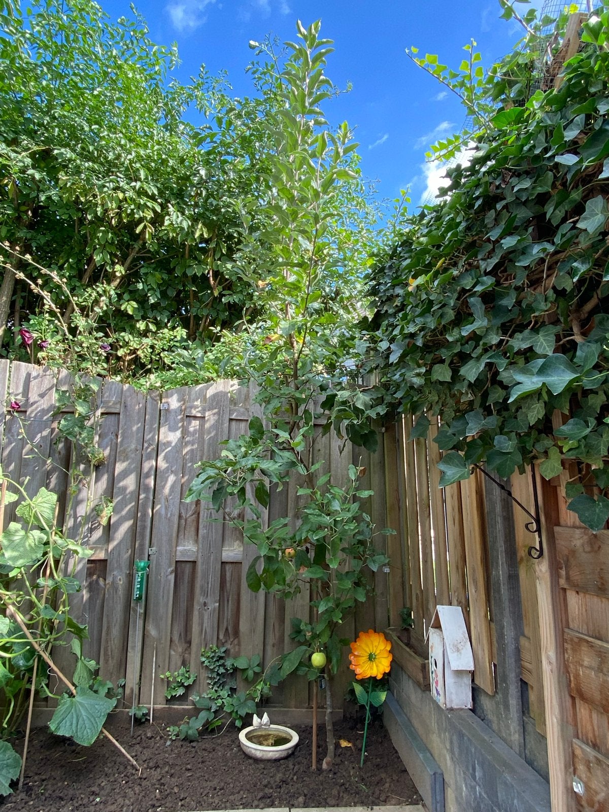 Elstar Appelboom - Jonge boom, Ophalen, Lente, Volle zon, Appelboom