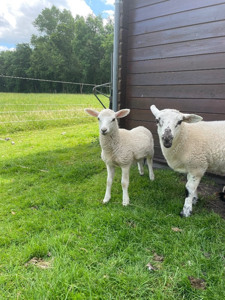 Ooi lam, Vrouwelijk, Schaap, 0 tot 2 jaar