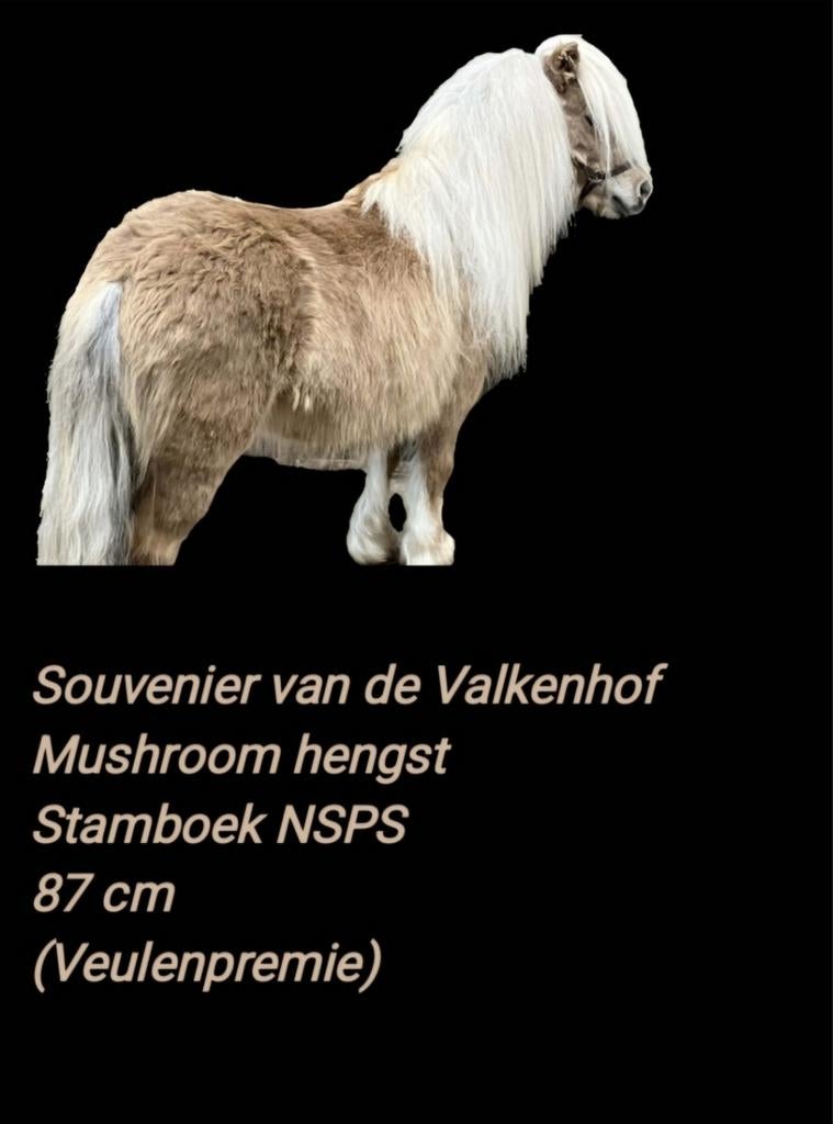 Ter dekking Mushroom NSPS met papier, Dieren en Toebehoren, Hengst