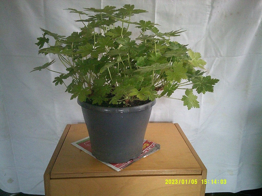 MOOIE GROTE OOIEVAARSBEK PLANT, Tuin en Terras, Volle zon, Vaste plant, Lente, Ophalen