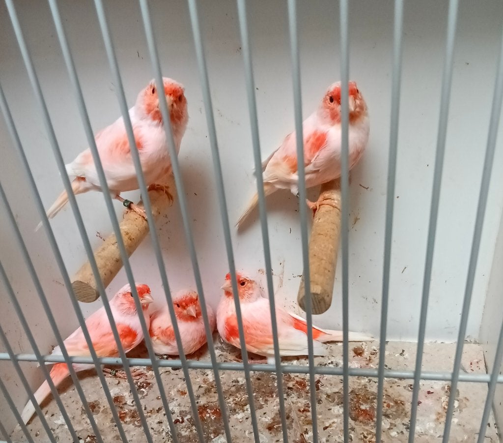 Rood mozaïek kanaries van 2026, Dieren en Toebehoren, Meerdere dieren, Kleurkanarie