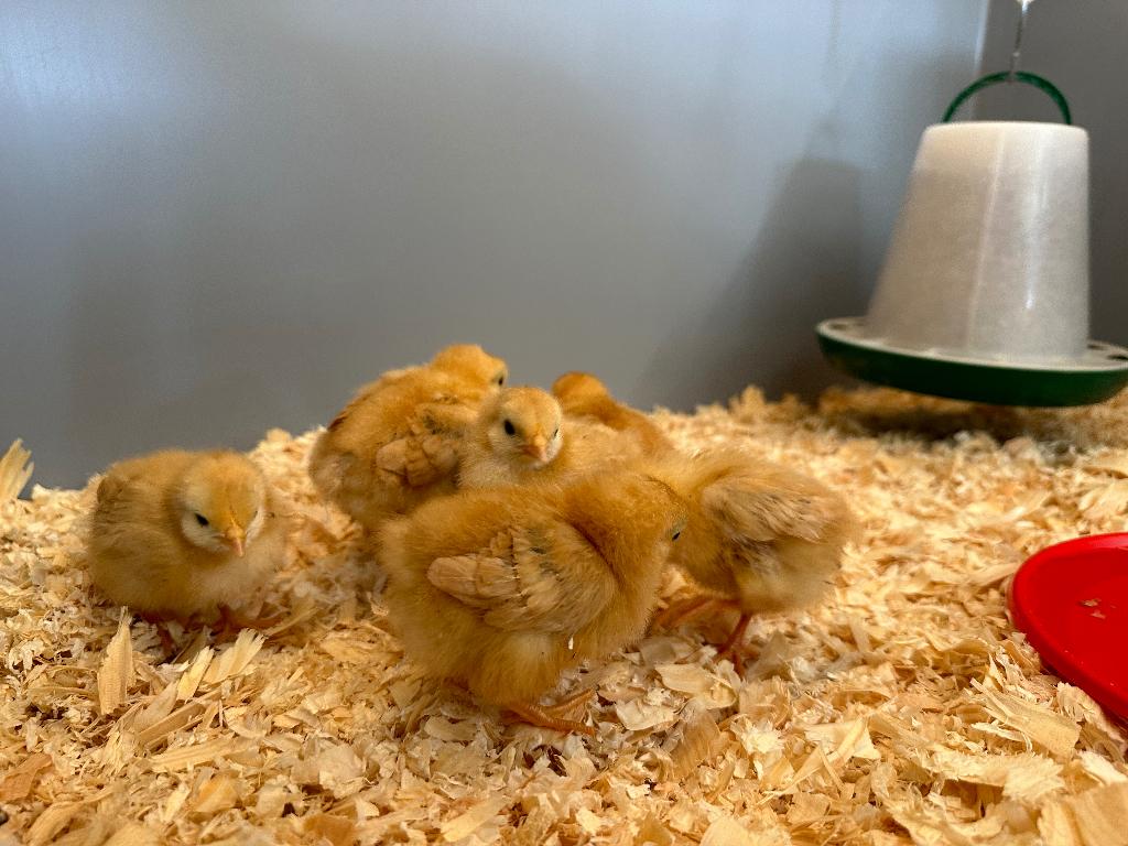 Jonge tamme kriel New Hampshire kuikens gesekst en ingeënt, Dieren en Toebehoren, Pluimvee, Vrouwelijk, Kip