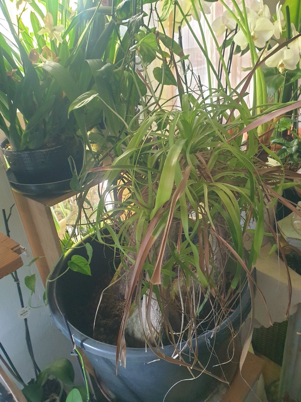 Diverse kamerplanten te koop, Ophalen of Verzenden