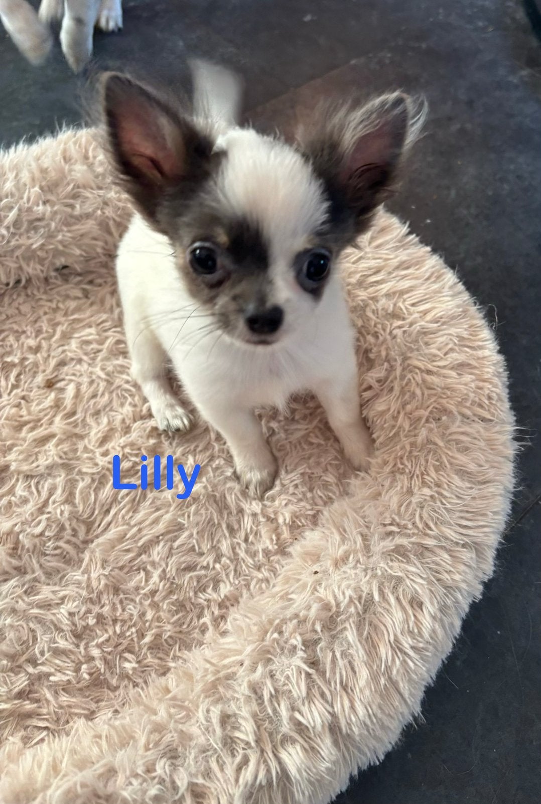 Kleine chihuahua pupjes, 11 weekjes oud, 8 tot 15 weken, CDV (hondenziekte), Meerdere, Meerdere dieren