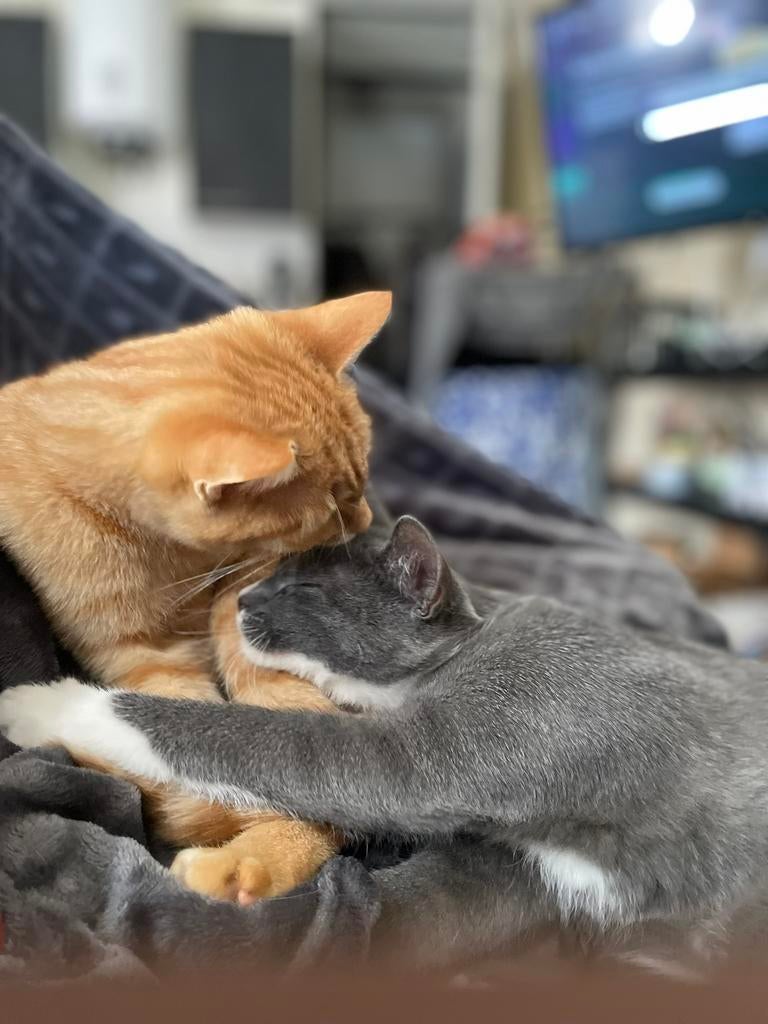“Lief en onafscheidelijk katten duo zoekt warm huisje”, Meerdere dieren, Kortharig, 0 tot 2 jaar