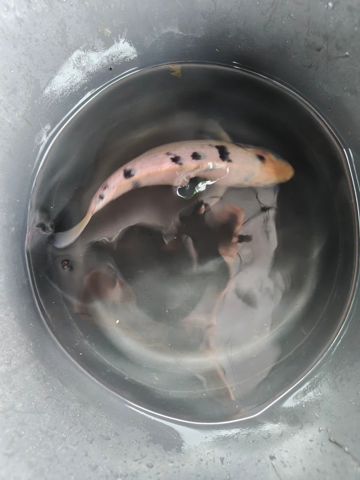 6x goudvis en koi, Karper of Koi