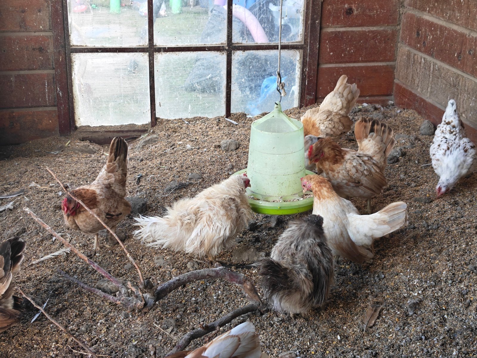 serama hennen, Dieren en Toebehoren