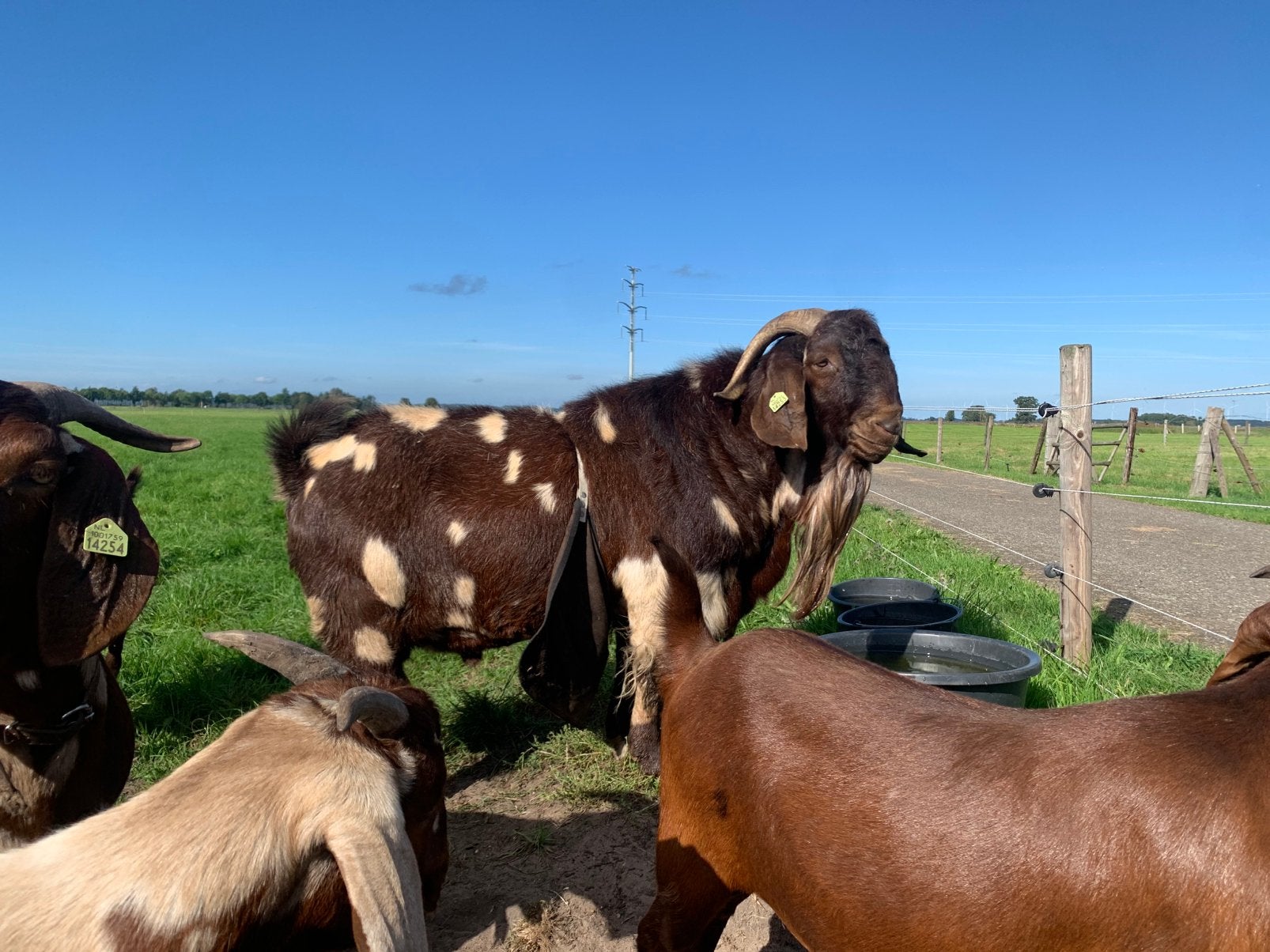 Maanvlek boerbok boergeiten, Dieren en Toebehoren, Mannelijk, Geit, 3 tot 5 jaar