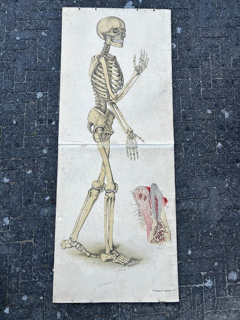 Skelet (openklapbare schoolplaat), Antiek en Kunst, Antiek | Schoolplaten, Ophalen of Verzenden, Natuur en Biologie
