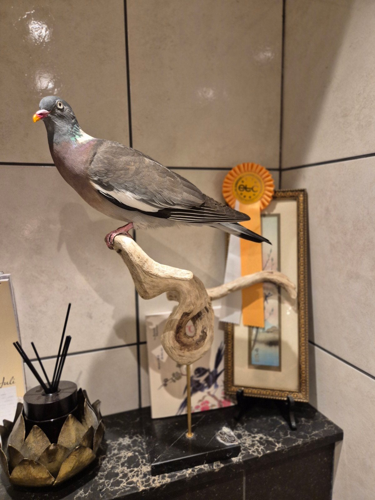 Opgezette houtduif taxidermie, Verzamelen, Ophalen of Verzenden, Zo goed als nieuw, Vogel, Opgezet dier