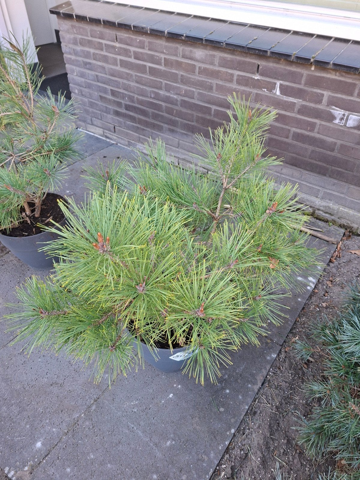 Japanse rode den, Tuin en Terras, Ophalen, Bloeit niet, Halfschaduw, Overige soorten