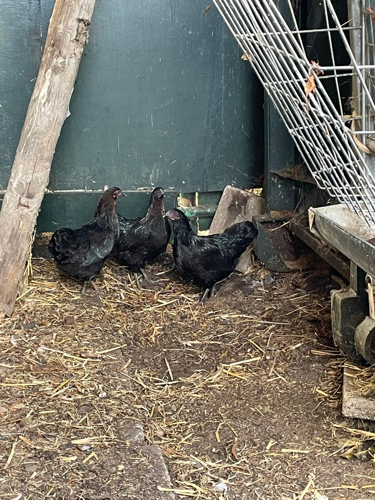 Te koop zwarte krielkippen, Dieren en Toebehoren, Pluimvee, Vrouwelijk, Kip